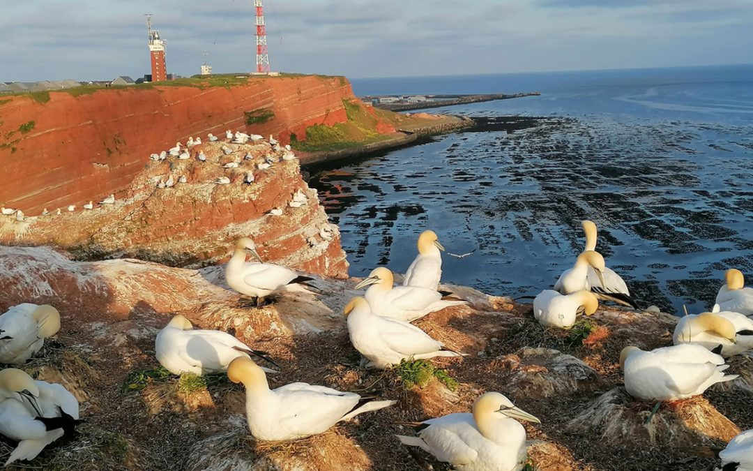 Foto eines Brutplatzes der Basstölpel auf dem Lummenfelsen Helgoland, fotografiert im Bildungsurlaub, Frühjahr 2023