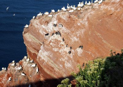 Foto des Lummenfelsens auf Helgoland mit Seevögeln aus der Vogelperspektive fotografiert im Rahmen von einem Bildungsurlaub auf Helgoland im Frühjahr 2023