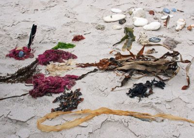 Foto von Strandgut Algen, Steine, Federn im Sand liegend
